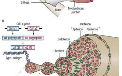 Prise en charge des tendinopathies : physiopathologie et solutions thérapeutiques